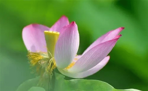 壁纸 花 桌面 500_306 gif 动态图 动图