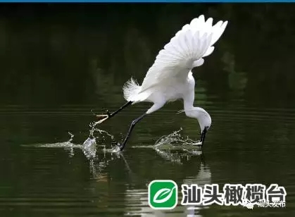 http://www.shantou.gov.cn/cnst/zjshmst/201908/882634b7320d4233a2715fba41ec51df/images/5ebd23956b1f40d88f648681d26a4380.jpg
