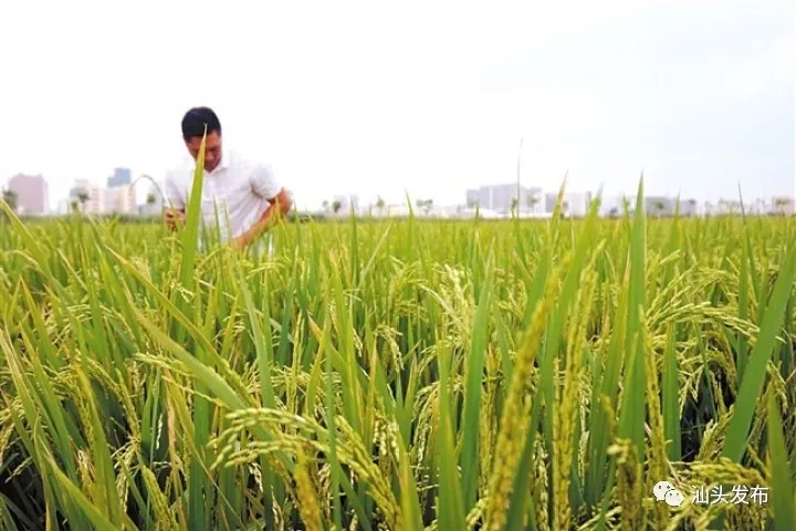 http://www.shantou.gov.cn/cnst/zjshmst/201908/fcb12284fc5646f481774f985124b6d4/images/41023754e6154c98a4e6e28824eff423.jpg