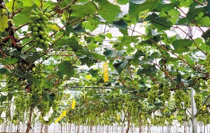http://www.shantou.gov.cn/cnst/zjshmst/201908/fcb12284fc5646f481774f985124b6d4/images/ffb493a28c744400b2b0a9a03102c26c.jpg