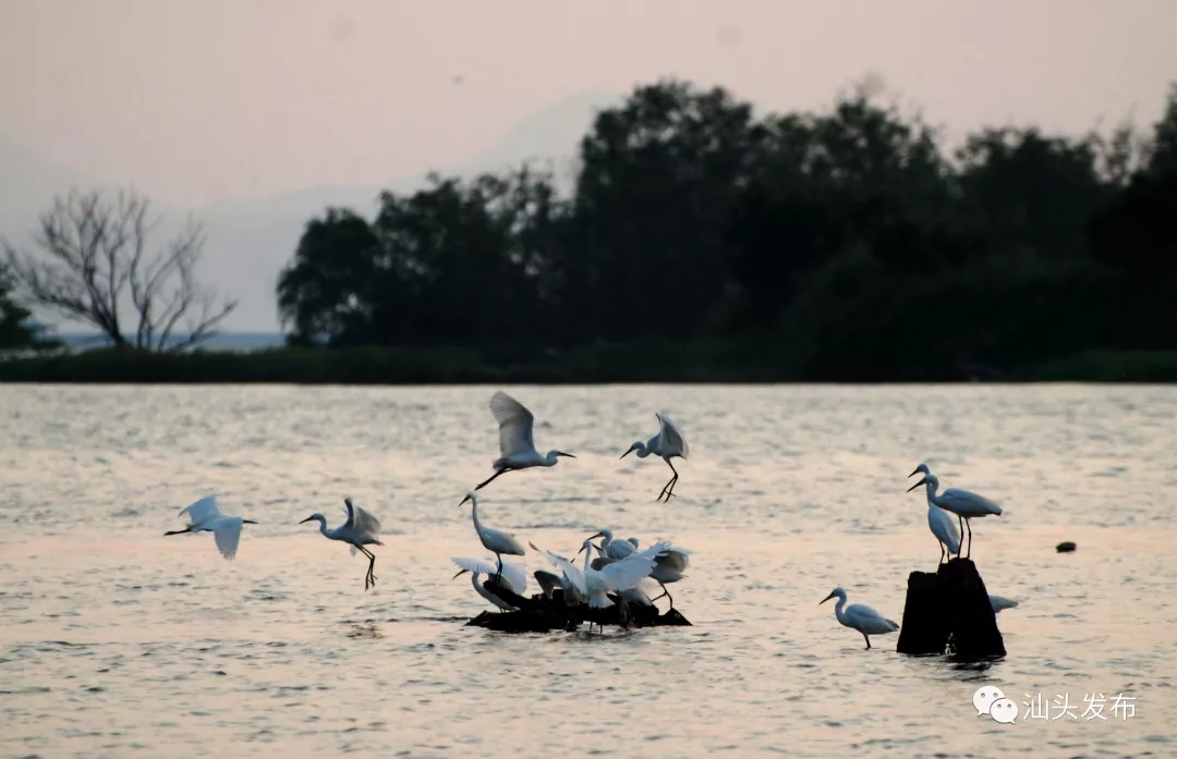 http://www.shantou.gov.cn/cnst/zjshmst/201908/6393d7a8b45947298cc9465075a201ab/images/21fe39f3d224470d81f3f72935205016.jpg