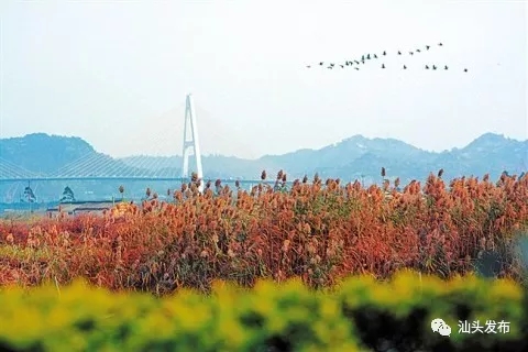 http://www.shantou.gov.cn/cnst/zjshmst/201908/6393d7a8b45947298cc9465075a201ab/images/0e01cc672c064404828200606448ddec.jpg