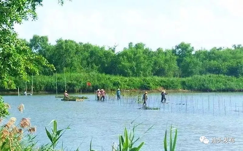 http://www.shantou.gov.cn/cnst/zjshmst/201908/6393d7a8b45947298cc9465075a201ab/images/17676871a61444f1b8f5d64b0e4faad7.jpg
