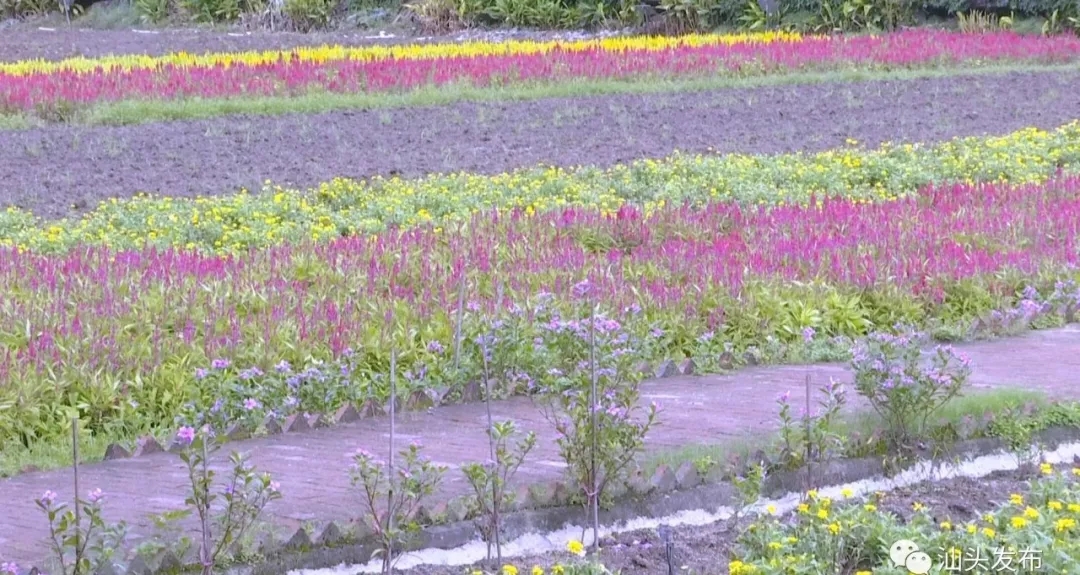 http://www.shantou.gov.cn/cnst/zjshmst/201908/97d8568301834bc9ae37270682468fad/images/422313a5f77e409ba9d84ad000195c0b.jpg