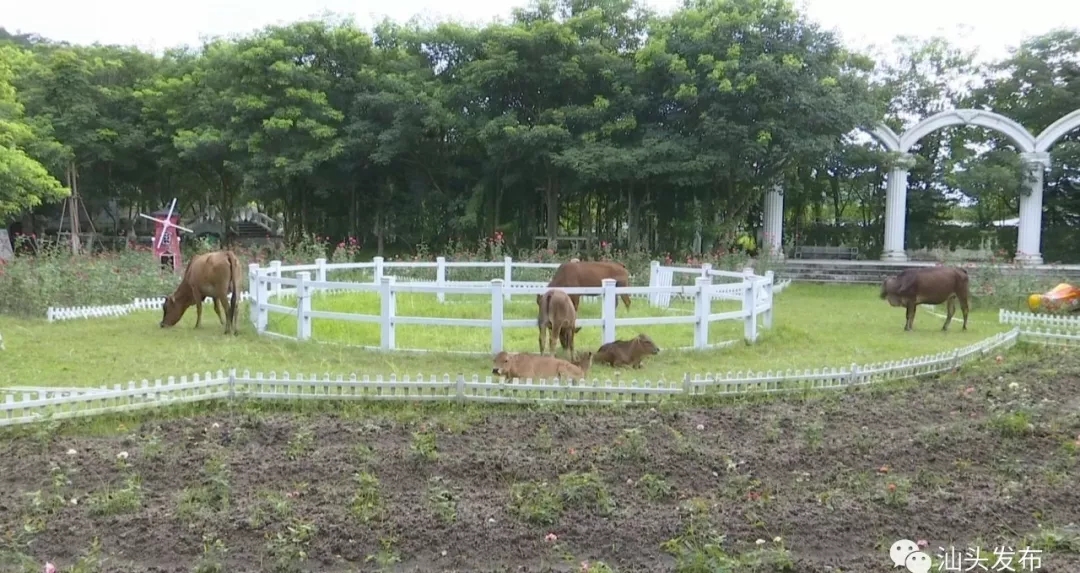 http://www.shantou.gov.cn/cnst/zjshmst/201908/97d8568301834bc9ae37270682468fad/images/6389be56bbae451bb8e9b39950d184e7.jpg