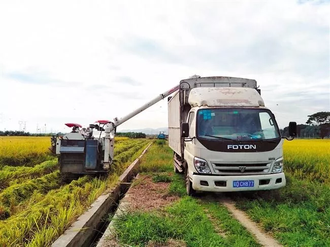 晚稻收割后直接装入货车,实现稻谷运输机械化.