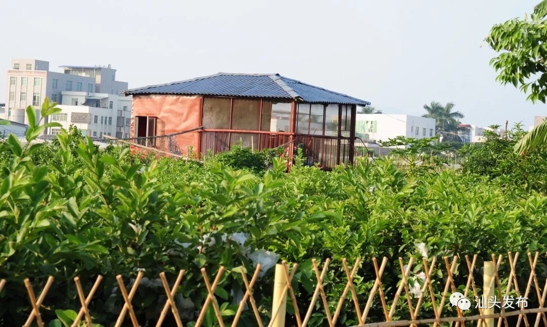 http://www.shantou.gov.cn/cnst/zjshmst/201907/18b647b25f954ca39d16009bb56f1598/images/cb2e2ea1574541bcba994ccb4ed96dc3.jpg